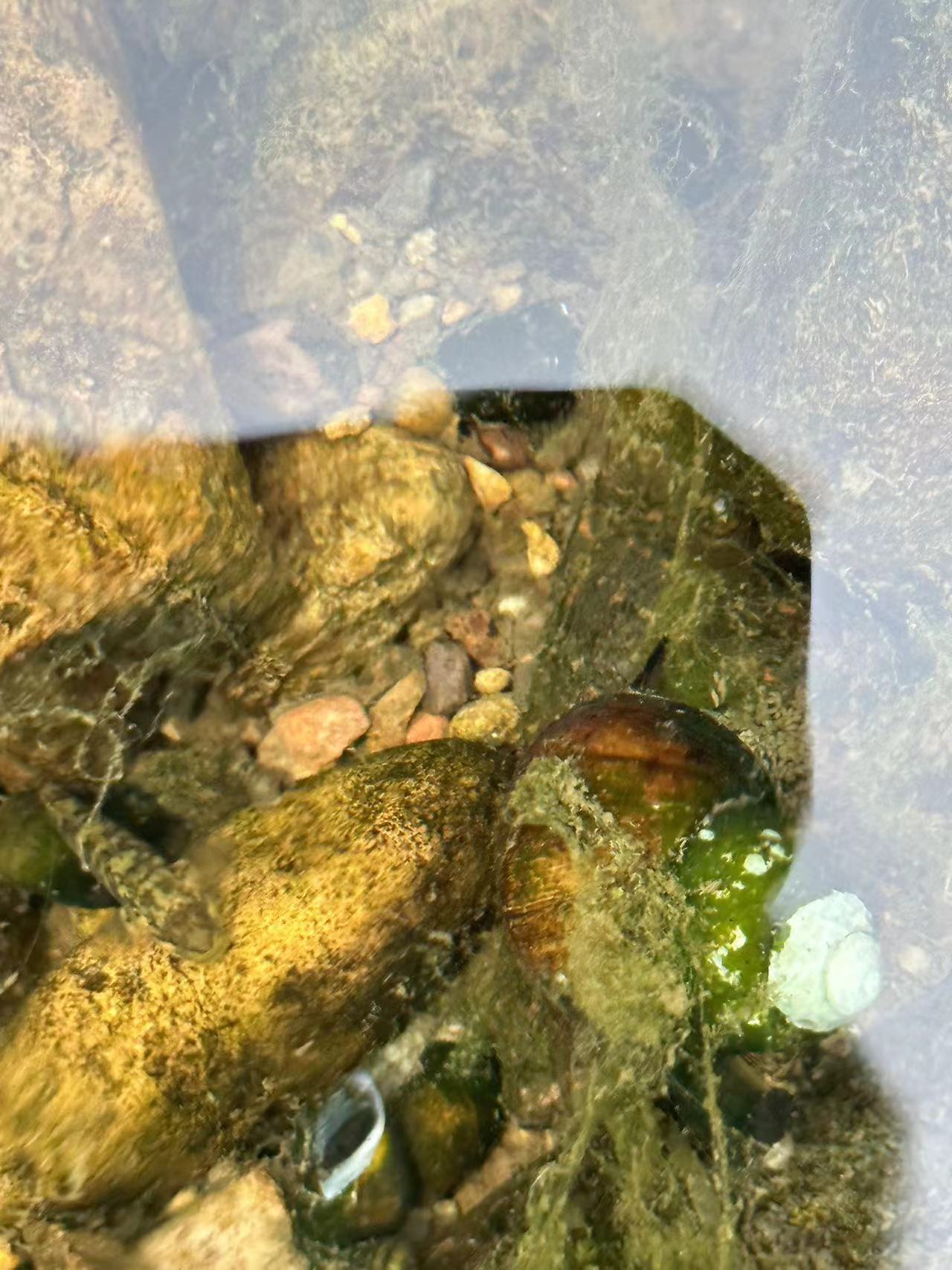 高并发场景中的接口缓存策略