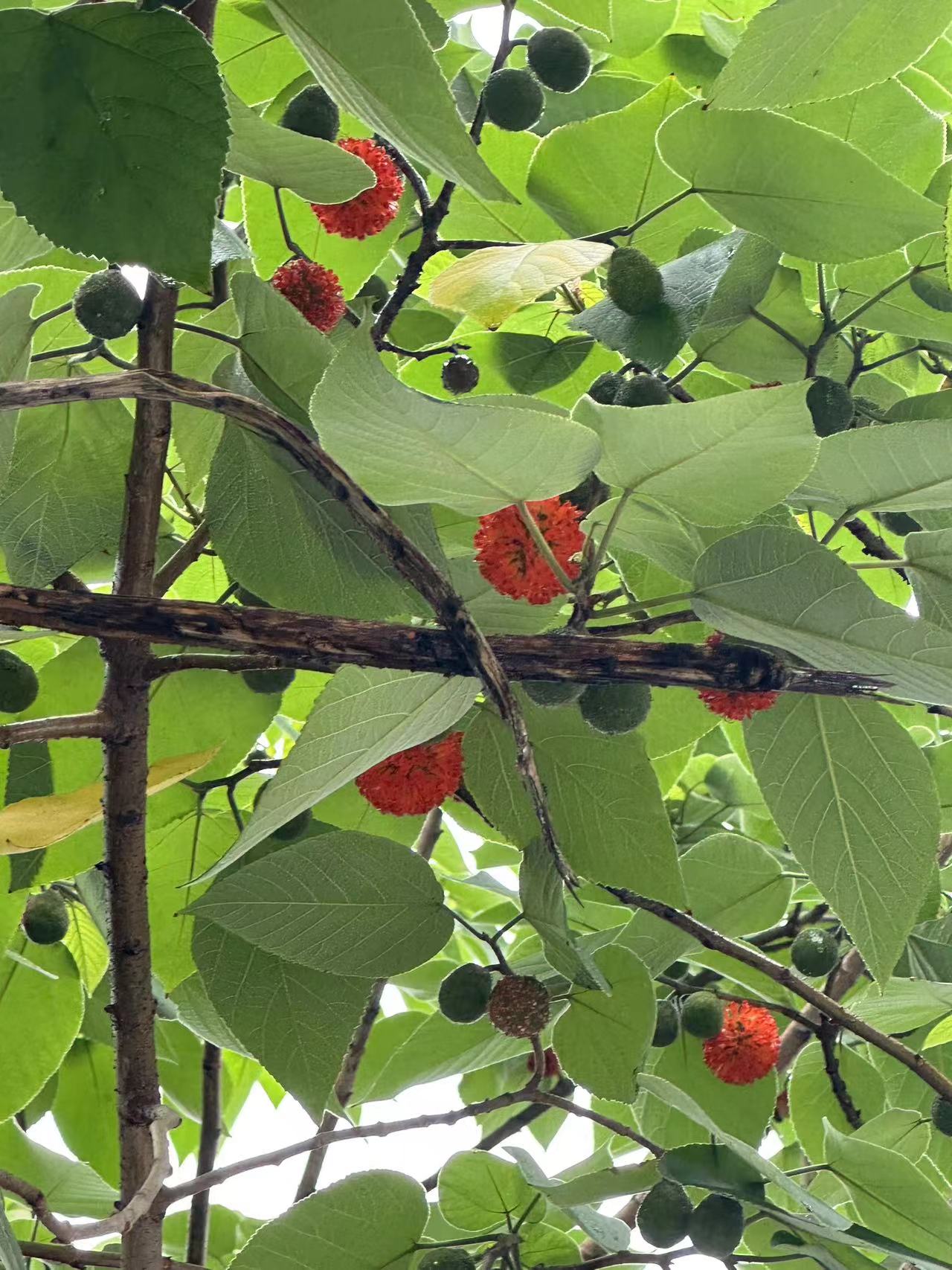日志平台的选型